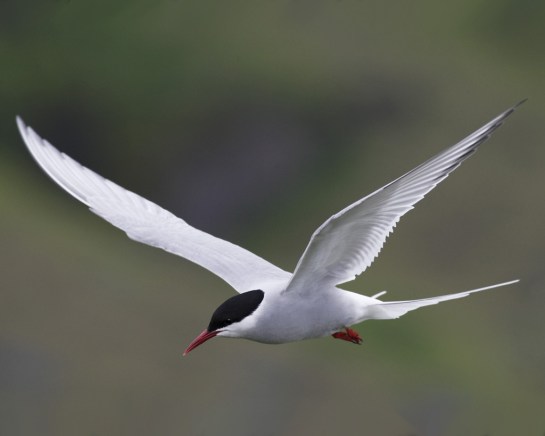 ArcticTern-AudubonFieldGuide
