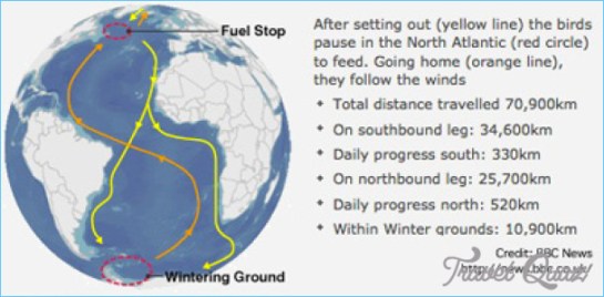 Arctic Tern Migration Map_10.jpg