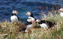 Atlantic Puffins on the Isle of Mull,&nbsp;Scotland