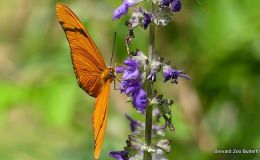 Butterflies at Brevard&nbsp;Zoo