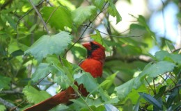 Cardinals Watching Out For Fallen&nbsp;Baby