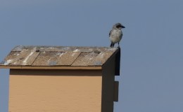 The Watch Out Better Watch&nbsp;Out!