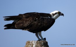 Osprey Feeding On His Catch of the&nbsp;Day