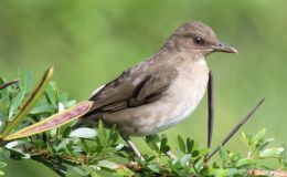 Avian And Attributes –&nbsp;Screaming