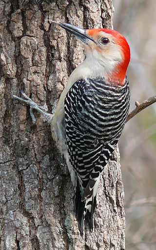 Red-bellied-Woodpecker.KenThomas-Wikipedia