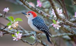 Sunday Inspiration – Woodpeckers&nbsp;II