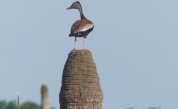 Indecisive Black-bellied Whistling-Duck