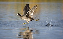 Crazy as a&nbsp;Coot!