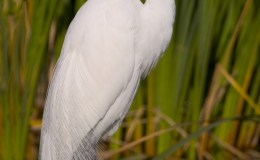 Egret Feathers, Worth More than&nbsp;Gold!