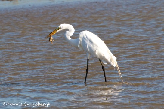 GreatWhiteEgret-feeding-TX.DennisSkogsbergh