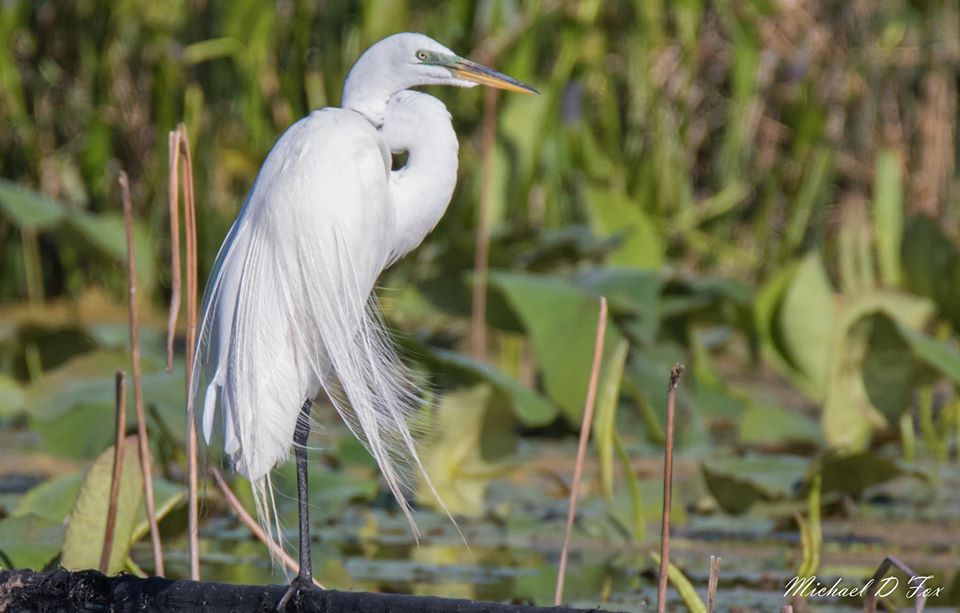 GreatWhiteEgret-Lewisville.MichaelDFox