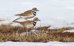 Killdeer atop Killdeer:  Appreciating Help from&nbsp;Others