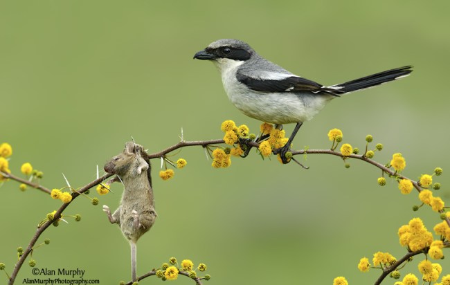 Loggerhead Shrike: Converting Thorns into Meat-hooks | Lee's ...