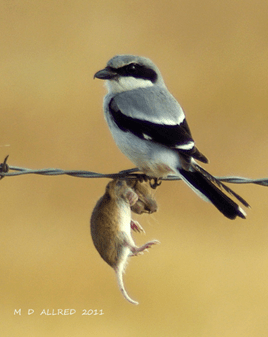 loggerheadshrike-with-impaled-prey.M-D-Allred