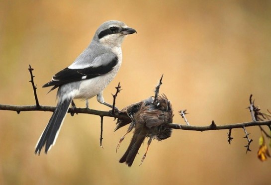 LoggerheadShrike-with-impaled-prey.Quora