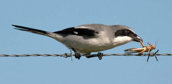 loggerheadshrike-with-impaled-prey.ScottSimmons