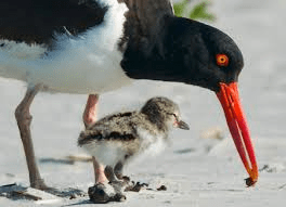 Oystercatcher.AmerBirdConservy