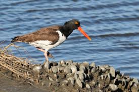 Oystercatcher-by-shells.ChesapeakeBayProgram