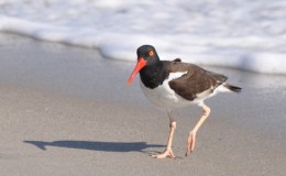 Oystercatchers  Must be&nbsp;Gentiles