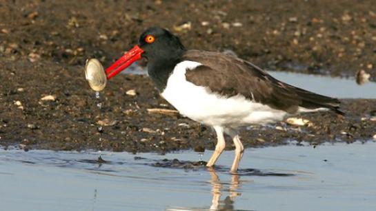 Oystercatcher-with-shellfish.ConserveWildlifeFndtn