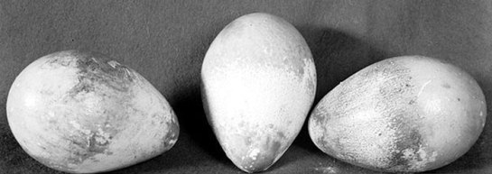 PenguinEggs2Die4.publicdomain