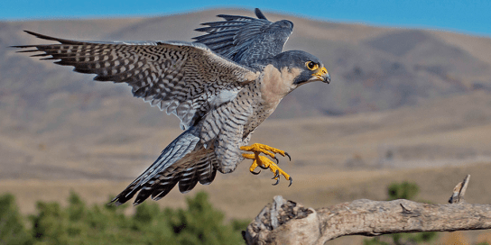 PeregrineFalcon.DawnKey