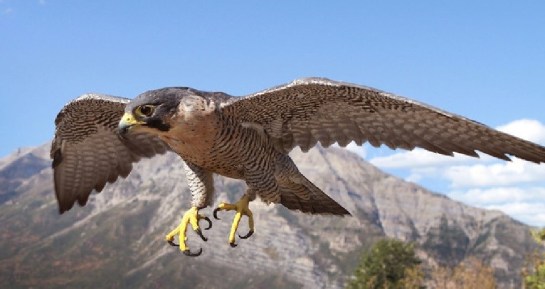 PeregrineFalcon-flying.NPS