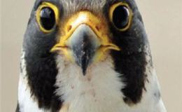 Peregrine Falcon, Proactive&nbsp;Hunter