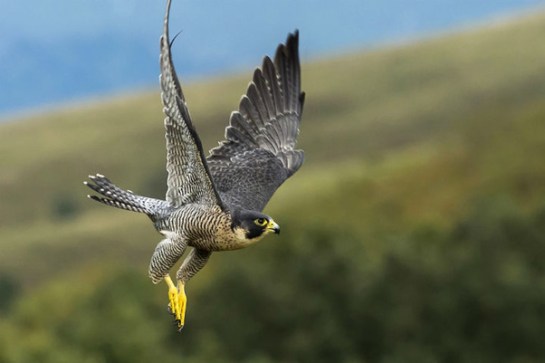 PeregrineFalcon.PhysOrg