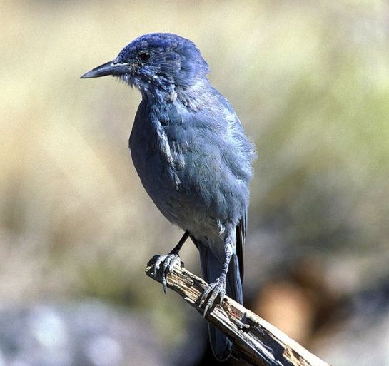 Pinyon-Jay.Wiki-photo