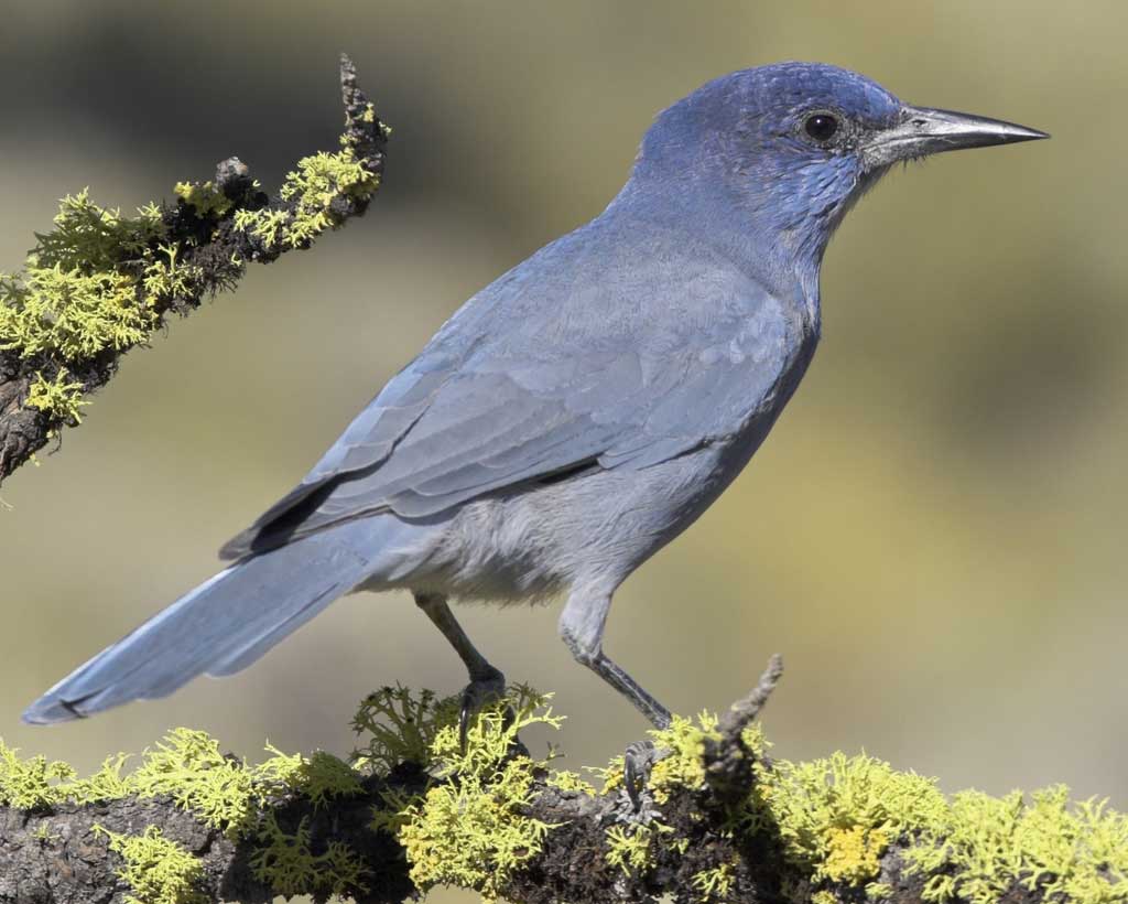 PinyonJay.AudubonFieldGuide