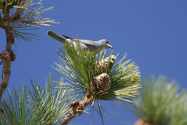 PinyonJay-PinyonPine.CaganSekercioglu