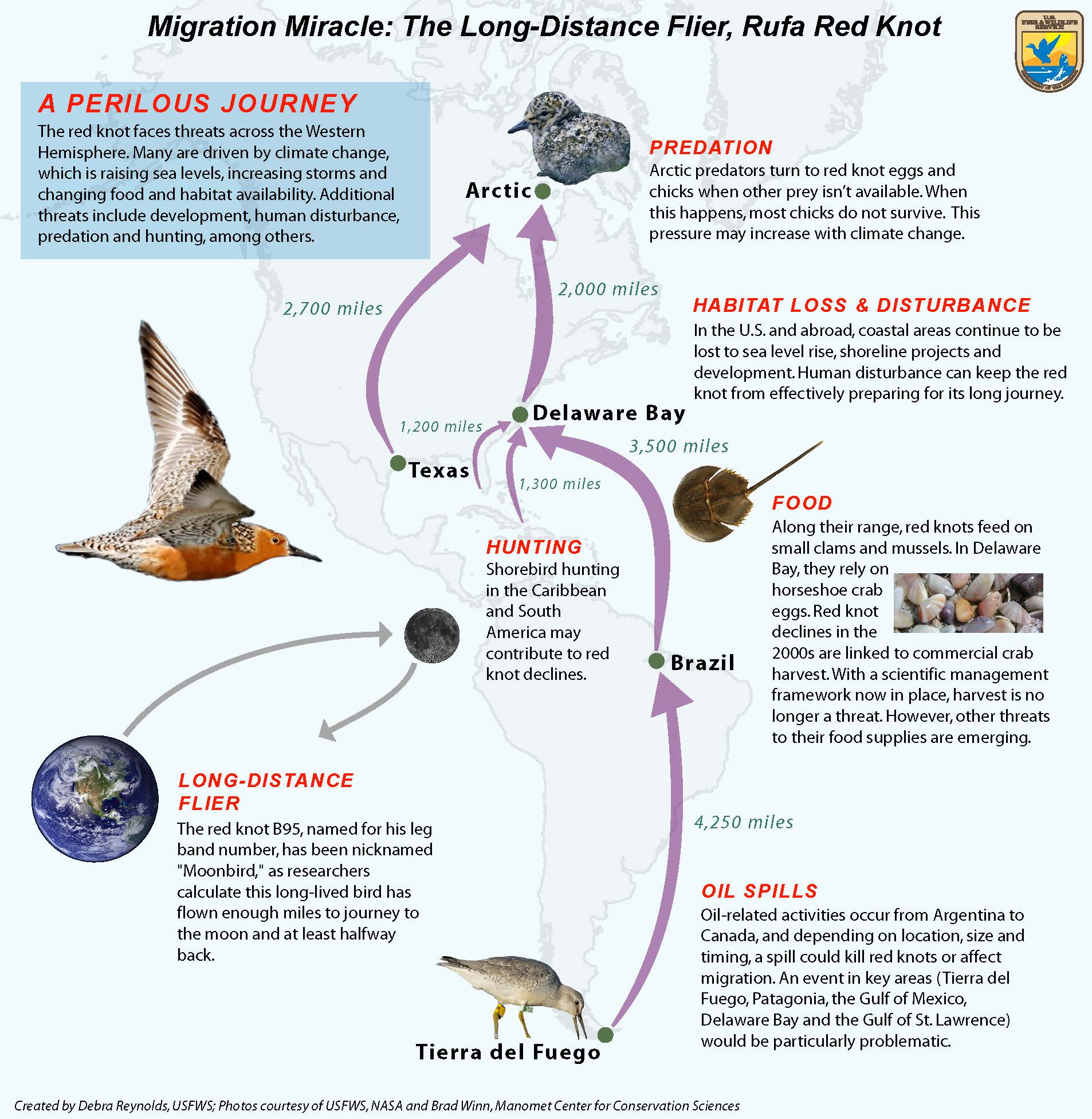 RedKnot-migration-infochart.USFWS