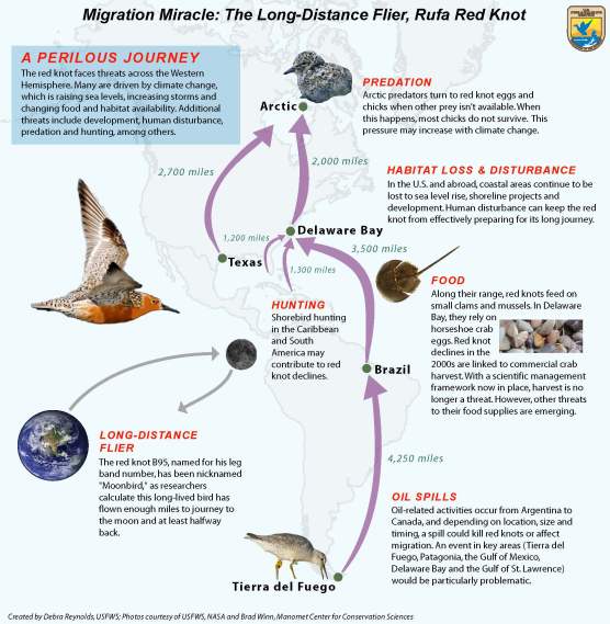 RedKnot-migration-infochart.USFWS