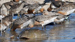 RedKnots-eating-crab-eggs.NJEnvtNews