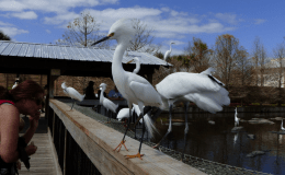 Give Thanks –&nbsp;Egret