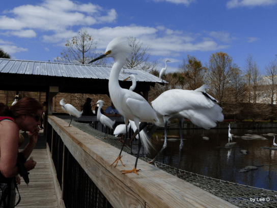 SnowyEgret.GatorlandFlorida-AD2016