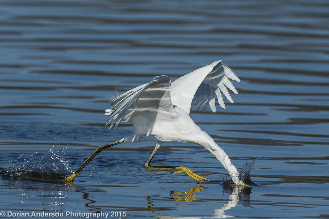 SnowyEgret-striking.DorianAnderson-photo