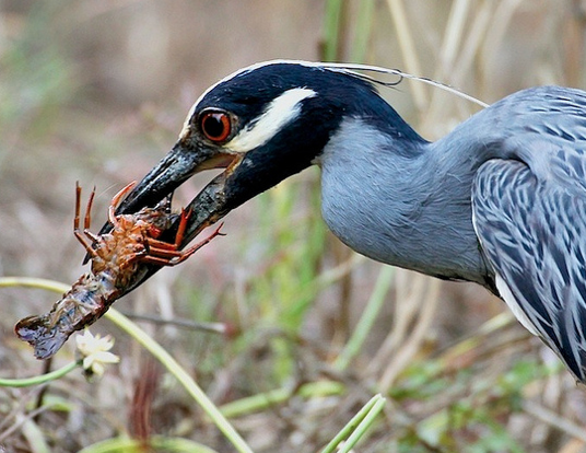 YellowCrowned-NightHeron-eating-crab.BioWeb-closeup
