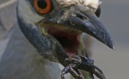 Shake a Leg (or 2 or 3 or 4),&nbsp;Crab-Eater!