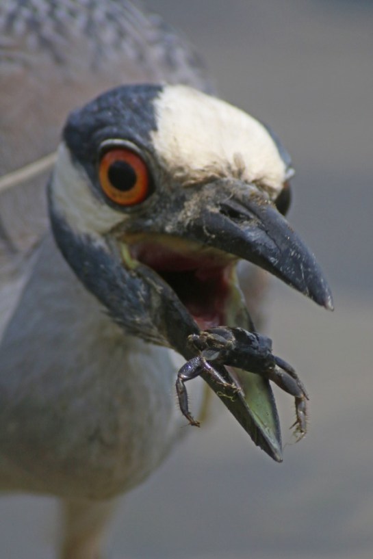 YellowCrowned-NightHeron-eating-FiddlerCrab.10000Birds-photo