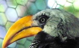 Hornbills Understand Monkey Talk – Creation&nbsp;Moments