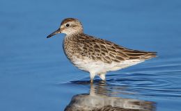 The Sandpiper – Fourth Grade McGuffey’s Reader