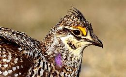 Avian And Attributes – Sharp Part&nbsp;II