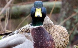 A Family of Ducks by Emma&nbsp;Foster