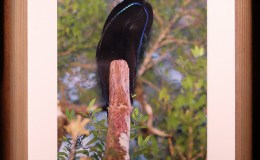 Black Sicklebill – Thin Blue&nbsp;Line