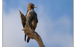 Ian’s Bird of the Moment – Black-breasted&nbsp;Buzzard