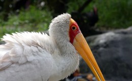 Bible Birds – Storks at Zoo&nbsp;Tampa