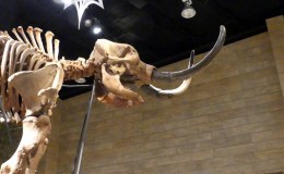 Mastodon at Creation&nbsp;Museum