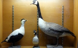 A Pleasant Surprise –&nbsp;II